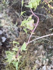 Maurandya antirrhiniflora