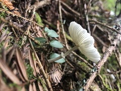 Lepiota atrodisca