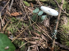 Lepiota atrodisca