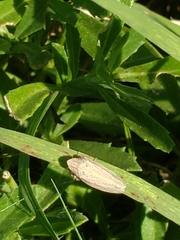 Prairiana