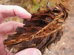 Sergiolus columbianus