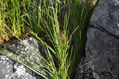 Juncus balticus