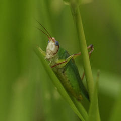 Orchelimum pulchellum