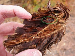 Sergiolus columbianus