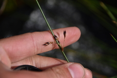 Juncus balticus