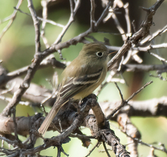 Empidonax affinis