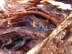 Sergiolus columbianus