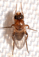 Phorinae