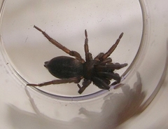 Sergiolus columbianus