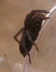 Sergiolus columbianus