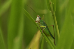 Orchelimum pulchellum