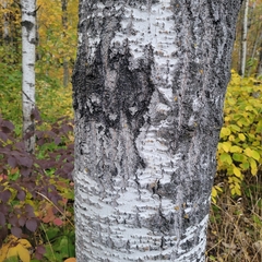 Populus tremuloides