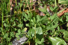 Trifolium wormskioldii