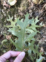 Quercus coccinea