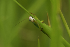 Orchelimum pulchellum