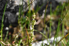 Triglochin maritima
