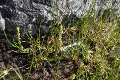 Triglochin maritima