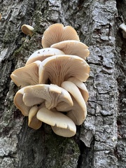 Pleurotus populinus