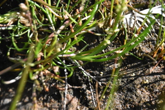 Triglochin maritima