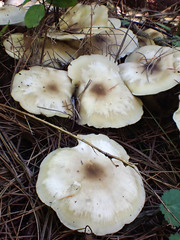 Clitocybe metachroa