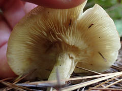 Clitocybe metachroa