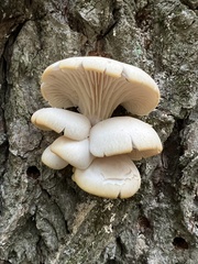 Pleurotus populinus