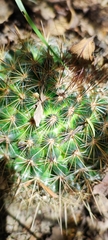 Mammillaria discolor
