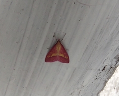 Lepidoptera