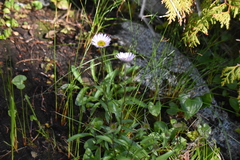 Erigeron peregrinus