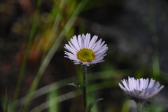 Erigeron peregrinus