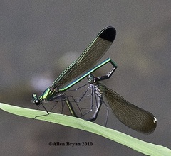 Calopteryx dimidiata