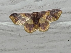 Lophosis labeculata