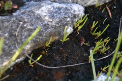 Lilaeopsis occidentalis