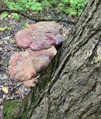 Ganoderma tsugae