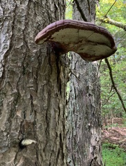 Ganoderma tsugae