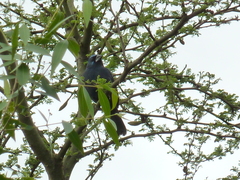 Cyanoloxia brissonii