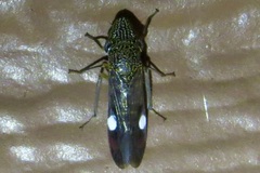 Homalodisca liturata