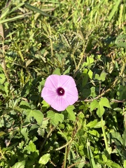 Ipomoea sagittata