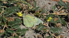 Colias eurytheme