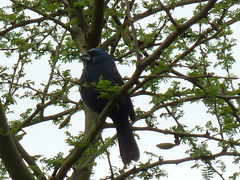 Cyanoloxia brissonii