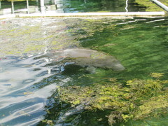 Trichechus manatus