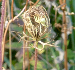 Misumena vatia
