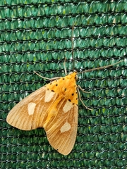 Asota orbona