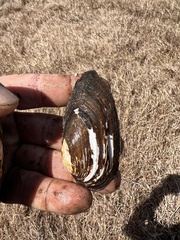 Sagittunio subrostratus