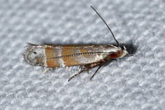 Battaristis vittella