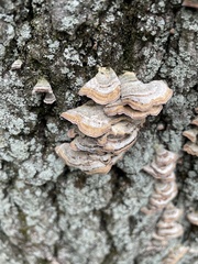 Trametes versicolor