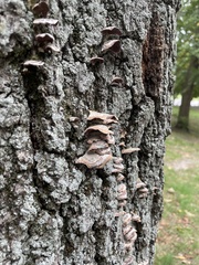 Trametes versicolor
