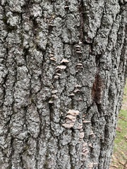 Trametes versicolor