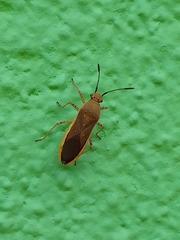 Catorhintha selector