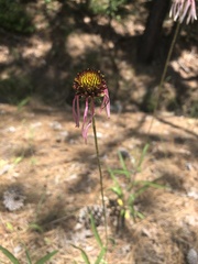 Echinacea sanguinea